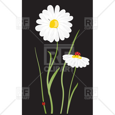 Beautiful White Daisy Flower Vector Image Of Plants And Animals 400x400 Beautiful White Daisy Flower Vector Image Of Plants And Animals