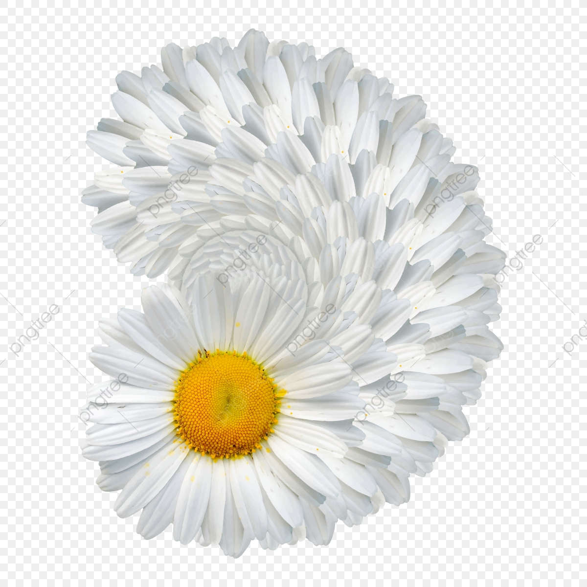 Realistic Daisy Flower, Daisy, Flower, Chamomile Png And Vector 1200x1200 Realistic Daisy Flower, Daisy, Flower, Chamomile Png And Vector