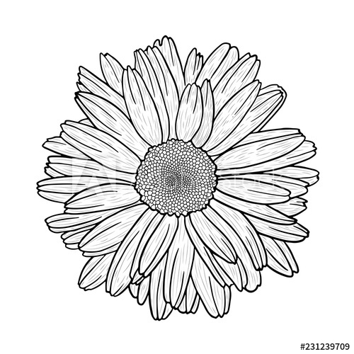 Vector Realistic Black And White Hand Drawn Image 500x500 Vector Realistic Black And White Hand Drawn Image