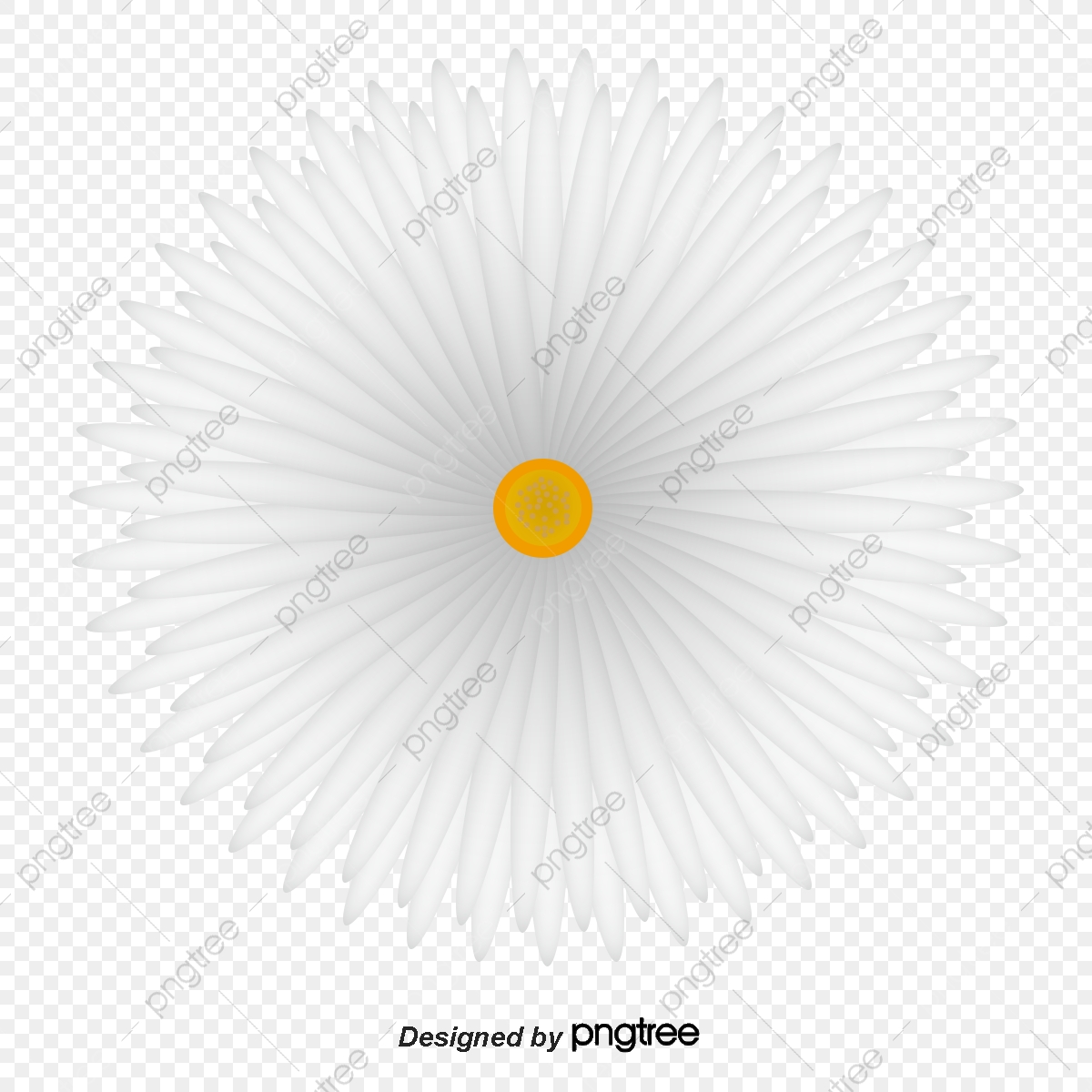 Daisy Vector