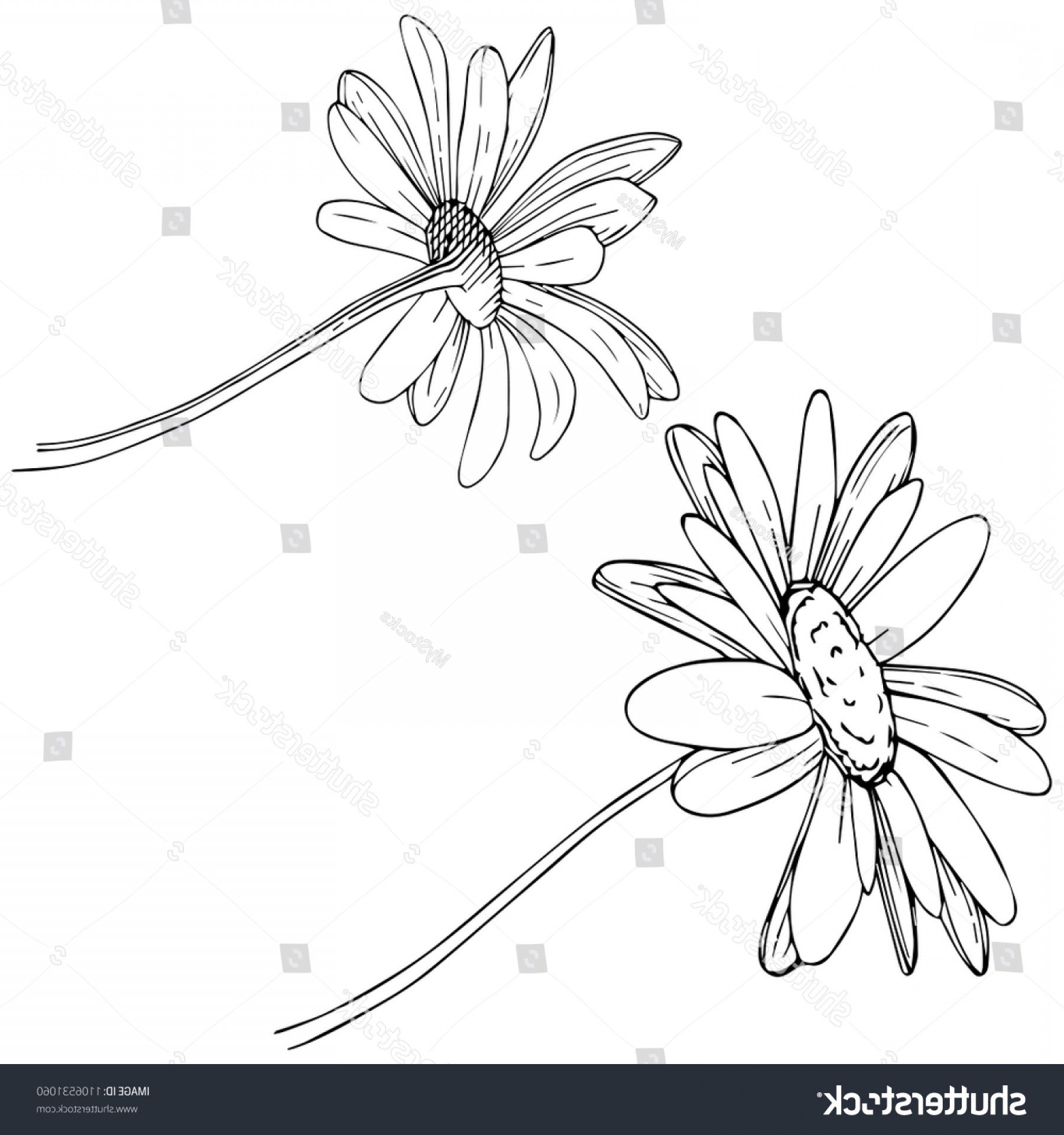 Daisy Vector Style Isolated Full Name Catchsplace 1800x1920 Daisy Vector Style Isolated Full Name Catchsplace