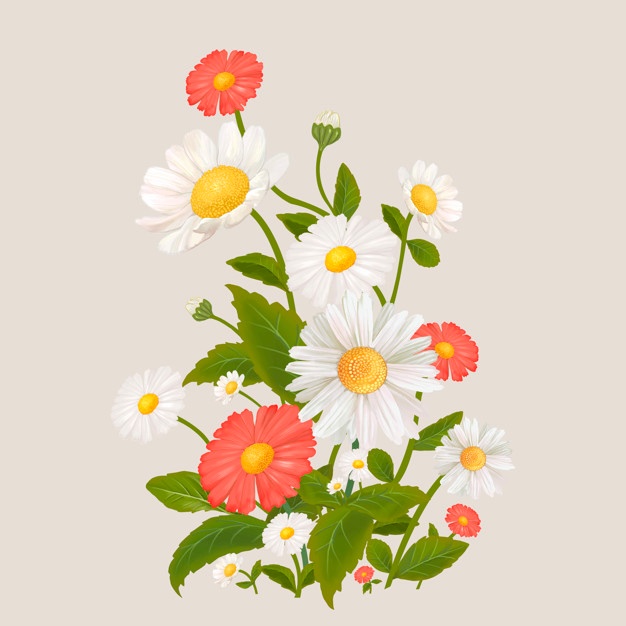 Daisy Vectors, Photos And Free Download 626x626 Daisy Vectors, Photos And Free Download
