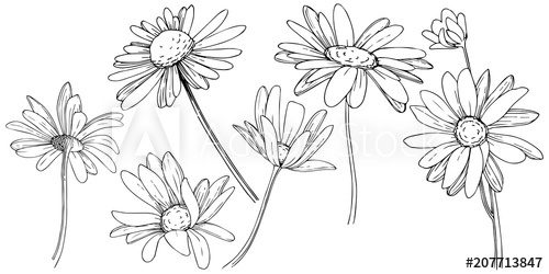 Daisy In A Vector Style Isolated Full Name Of The Plant Daisy 500x250 Daisy In A Vector Style Isolated Full Name Of The Plant Daisy