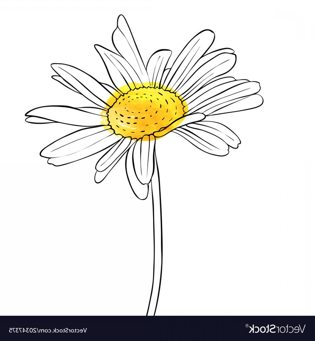 Drawing Flower Of Daisy Vector Soidergi 1200x1296 Drawing Flower Of Daisy Vector Soidergi