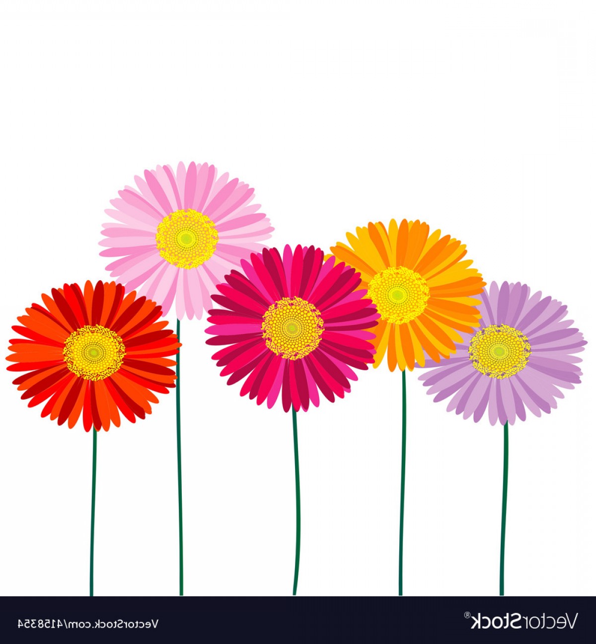 Gerber Daisy Isolated On White Background Vector Soidergi 1200x1296 Gerber Daisy Isolated On White Background Vector Soidergi