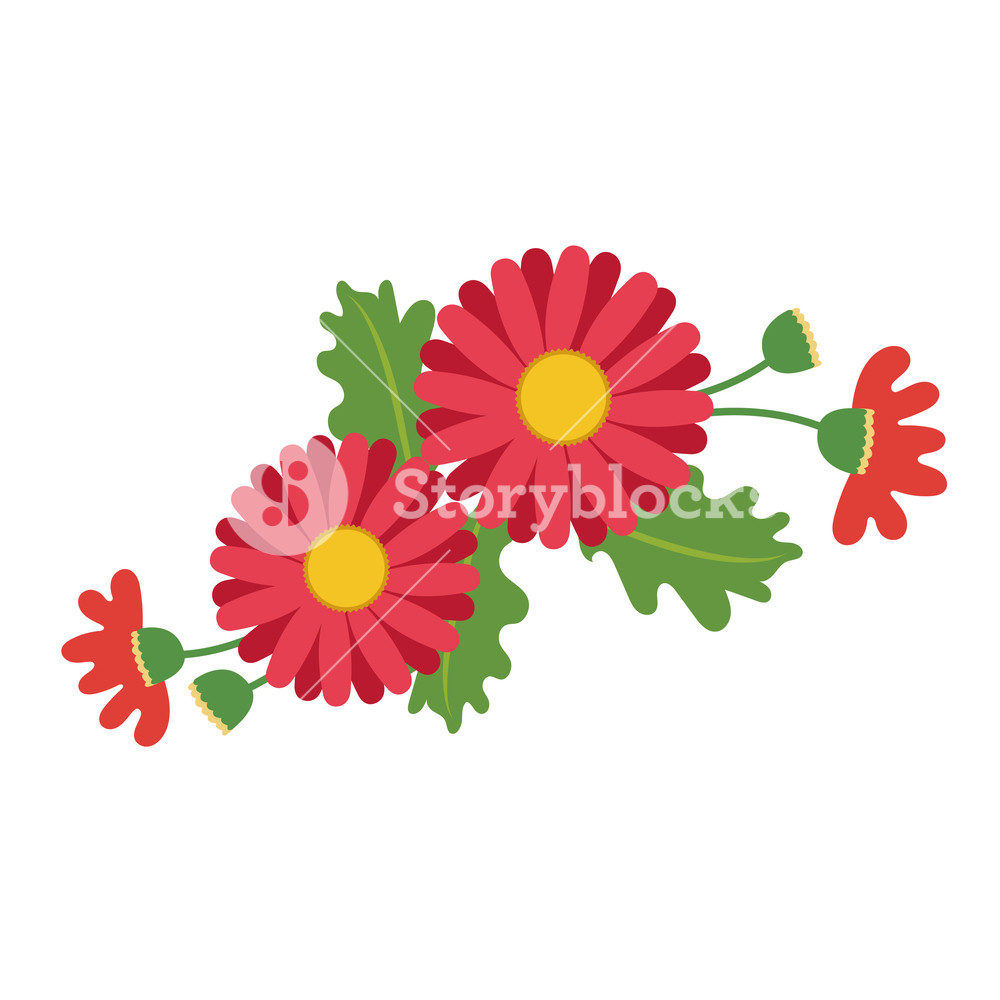 Nature Flower Red Daisy, Vector Botanic Garden Floral Leaf Plant 1000x1000 Nature Flower Red Daisy, Vector Botanic Garden Floral Leaf Plant