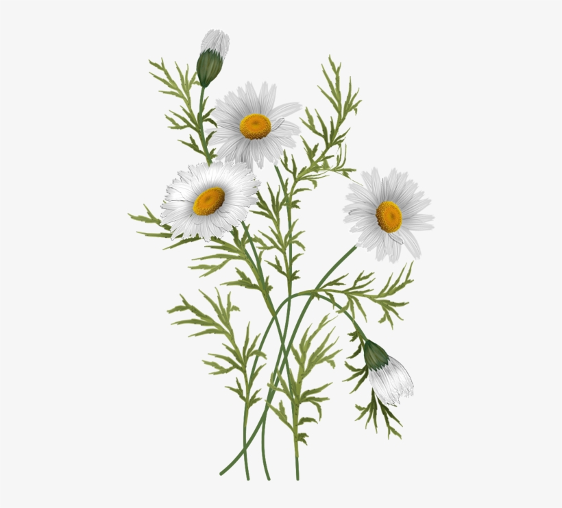 Vector Flowers, Daisies 820x741 Vector Flowers, Daisies