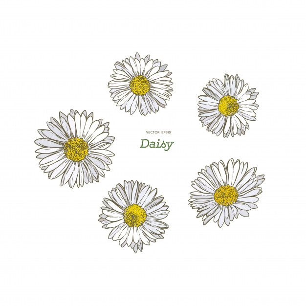 Common Daisy Vector Premium Download 626x626 Common Daisy Vector Premium Download
