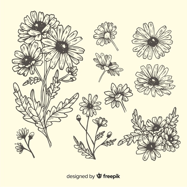 Daisy Vectors, Photos And Free Download 626x626 Daisy Vectors, Photos And Free Download