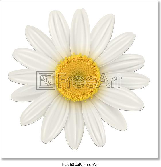Free Art Print Of Daisy Flower Daisy, Chamomile Flower Isolated 561x581 Free Art Print Of Daisy Flower Daisy, Chamomile Flower Isolated