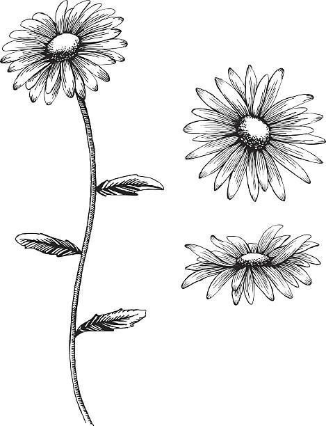 An Illustration Of A Daisy In Black And White Vector Art 469x612 An Illustration Of A Daisy In Black And White Vector Art