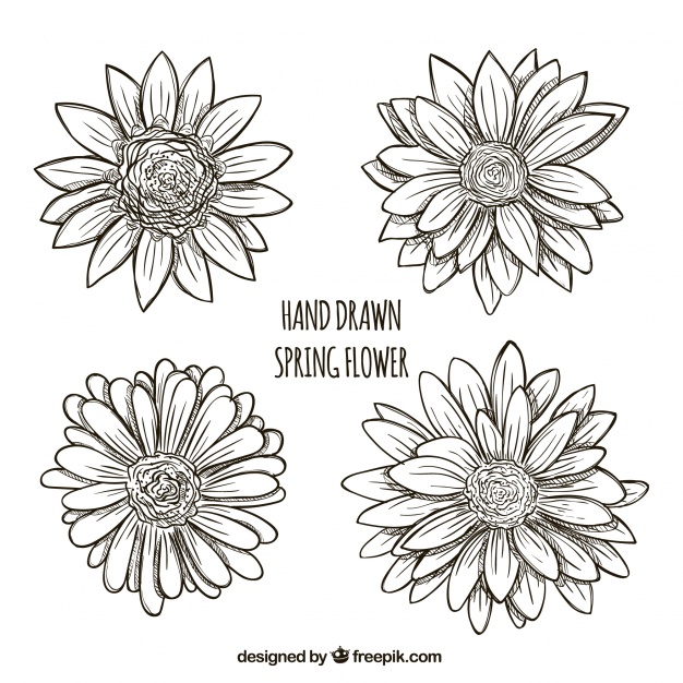 Pack Of Daisies Sketchy Vector Free Download 626x626 Pack Of Daisies Sketchy Vector Free Download