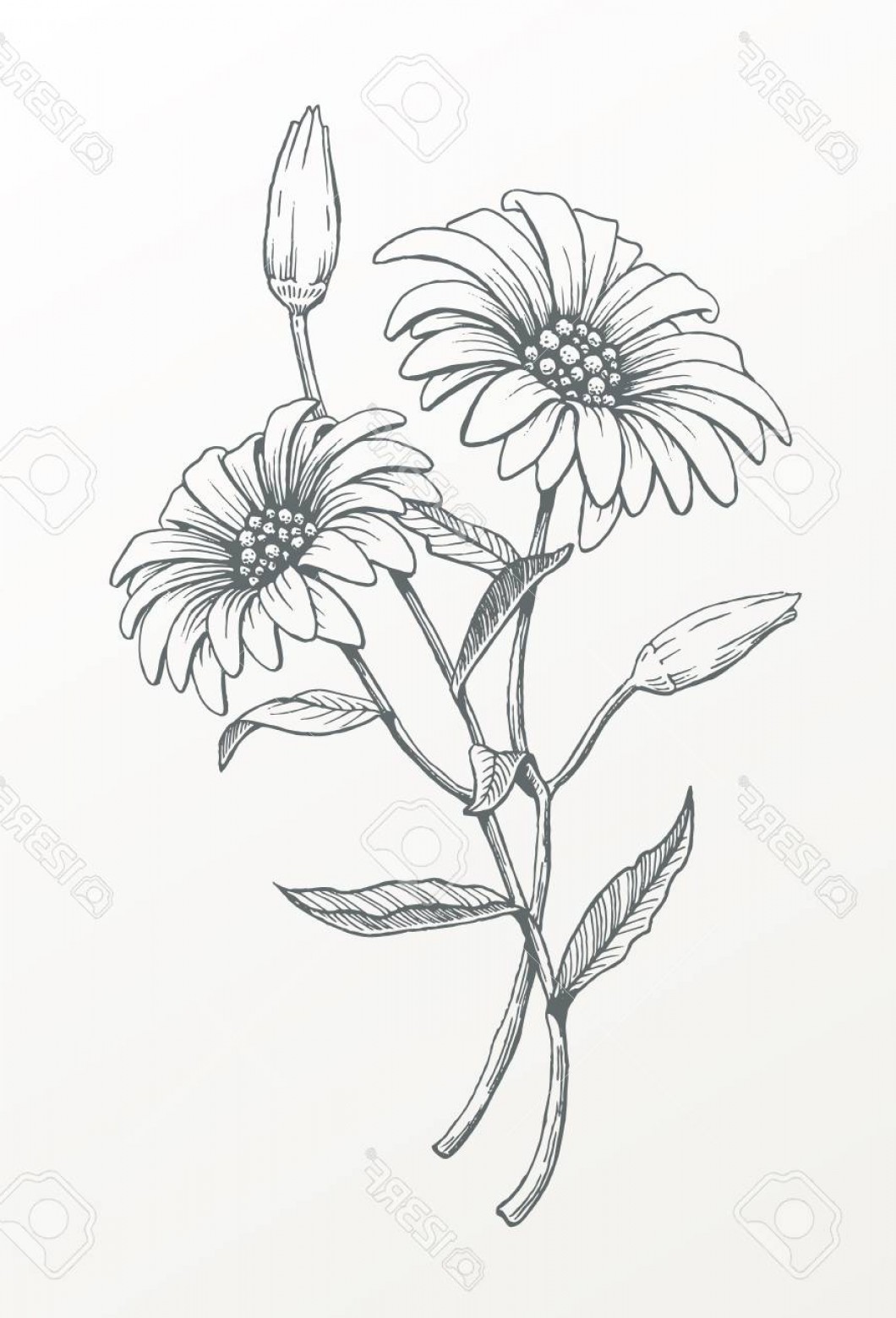Photostock Vector Hand Drawn Line Art Flower Vector Drawing Of Two 1060x1560 Photostock Vector Hand Drawn Line Art Flower Vector Drawing Of Two