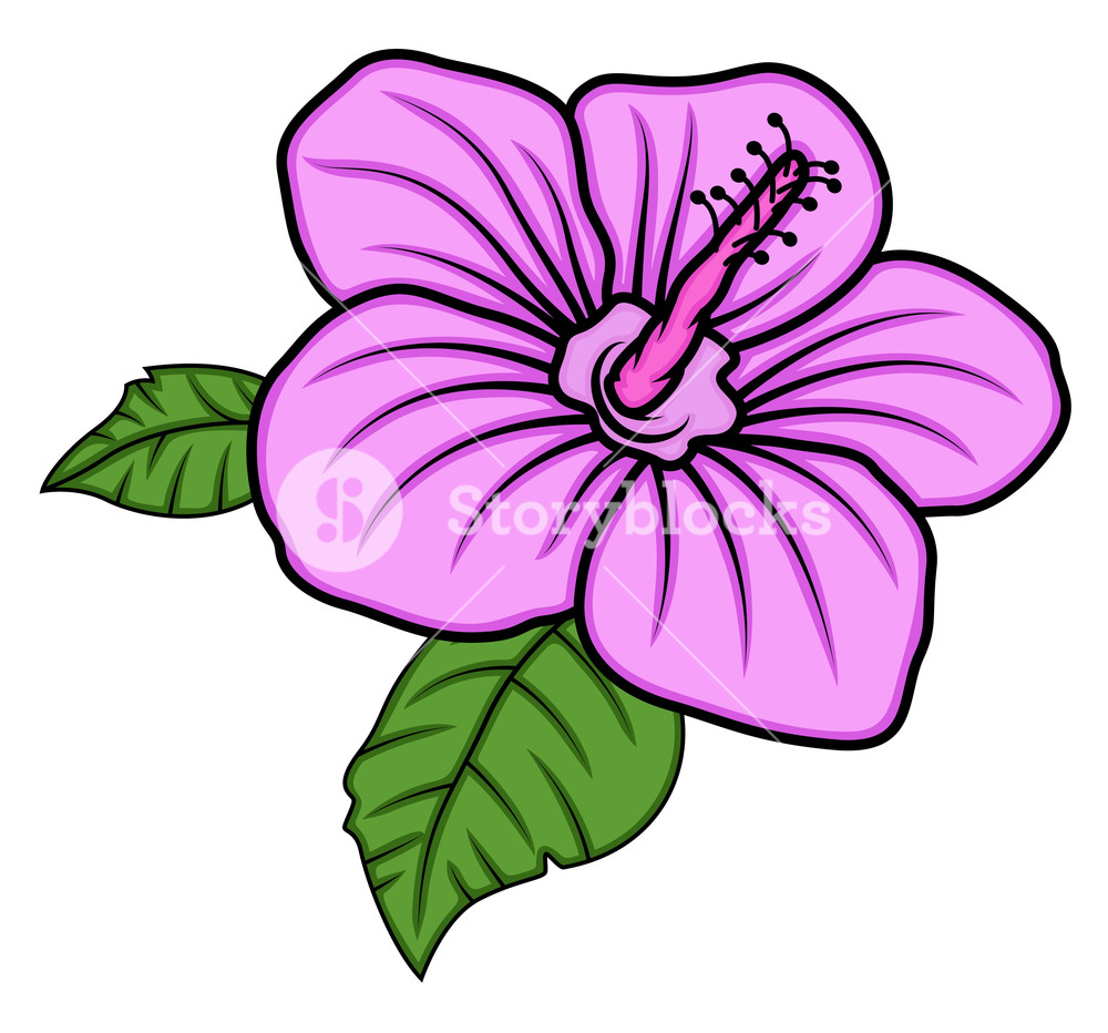 Pink Daisy Vector Art Royalty Free Stock Image 1000x932 Pink Daisy Vector Art Royalty Free Stock Image