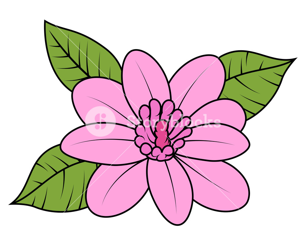 Pink Wild Daisy Vector Illustration Royalty Free Stock Image 1000x802 Pink Wild Daisy Vector Illustration Royalty Free Stock Image
