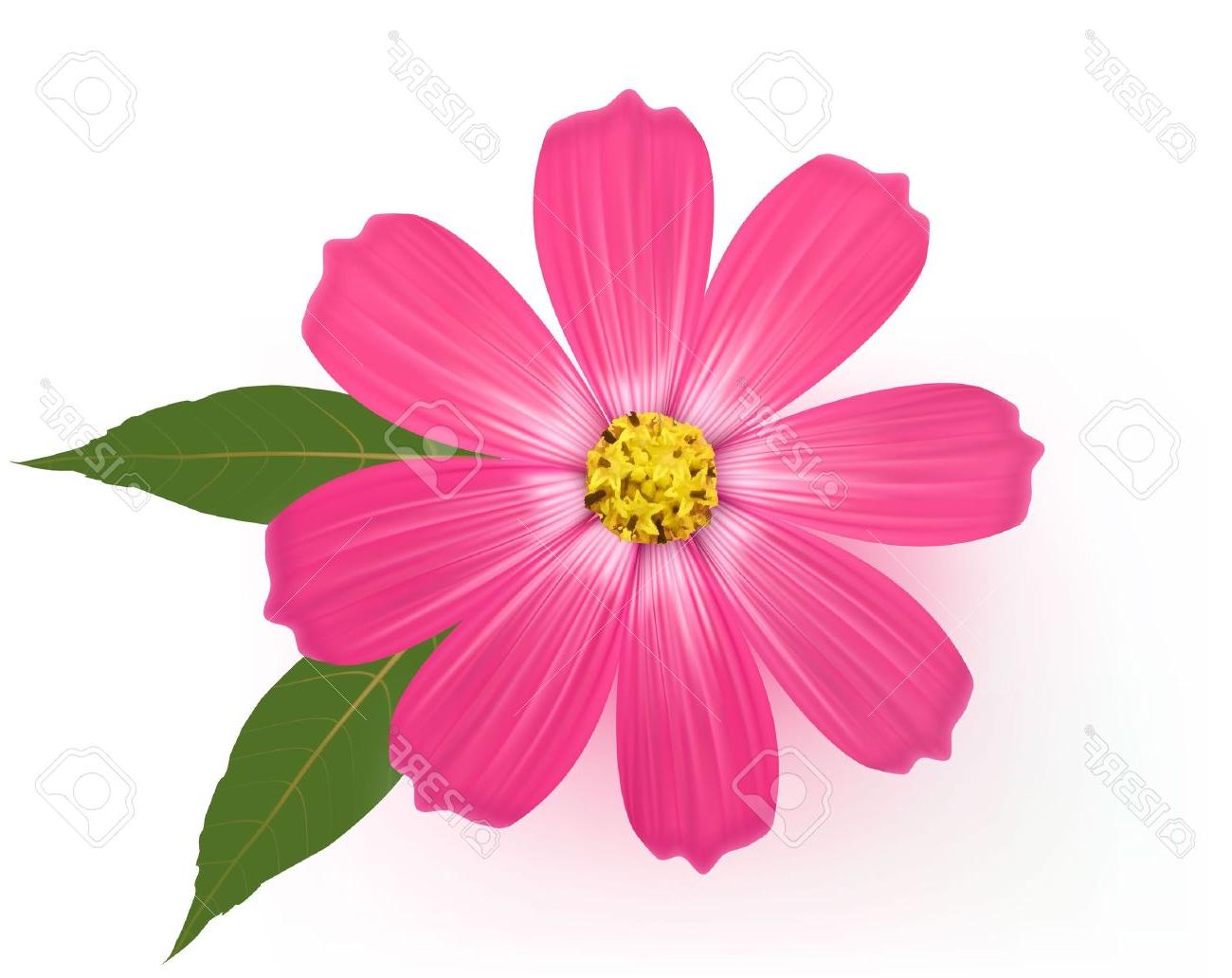 Top Pink Gerber Daisy Vector Pictures Free Vector Art, Images 1300x1032 Top Pink Gerber Daisy Vector Pictures Free Vector Art, Images