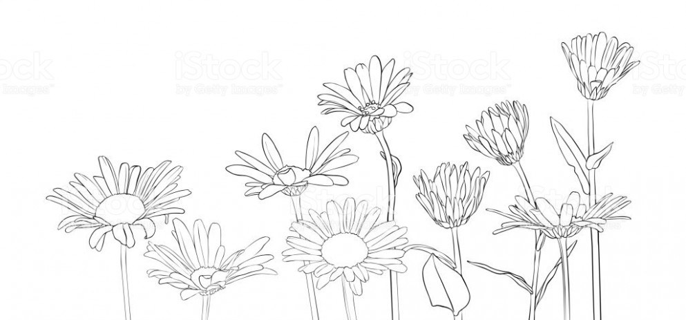Vector Drawing Daisy Flowers Stock Vector Art More Images 993x463 Vector Drawing Daisy Flowers Stock Vector Art More Images