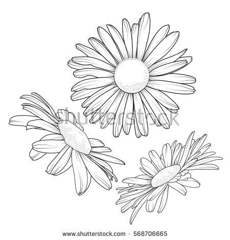 Vector Images, Illustrations And Cliparts Isolated Daisy 450x470 Vector Images, Illustrations And Cliparts Isolated Daisy
