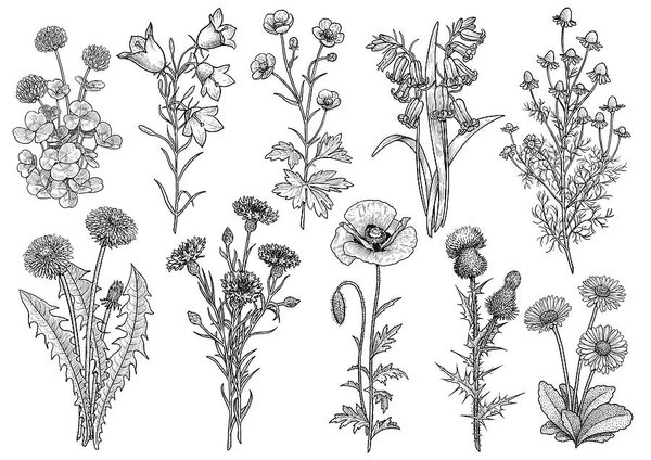 Wildflower, Bluebell, Bellflower, Buttercup, Chamomile, Clover 600x424 Wildflower, Bluebell, Bellflower, Buttercup, Chamomile, Clover