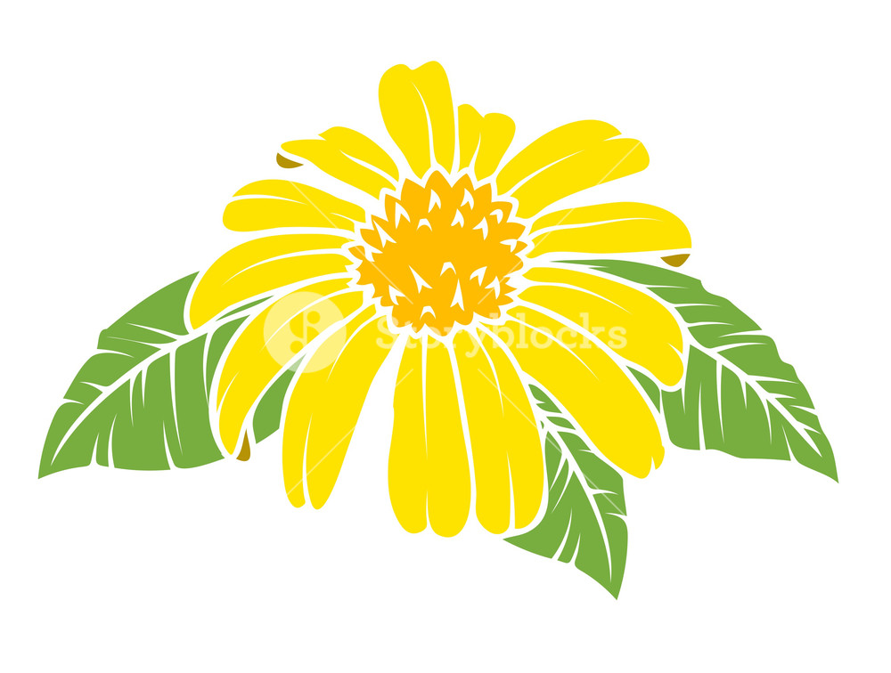 Yellow Daisy Vector Royalty Free Stock Image 1000x756 Yellow Daisy Vector Royalty Free Stock Image