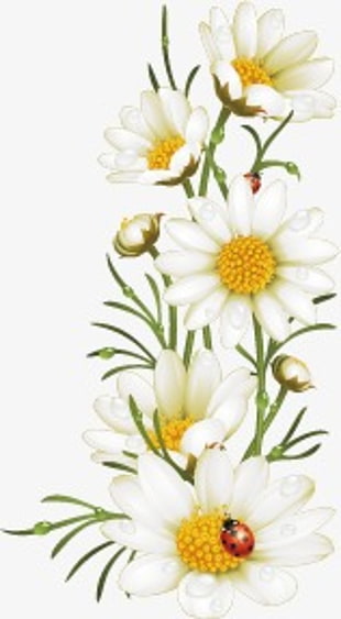 310x563 Daisy Vector Free Graphics Uihere