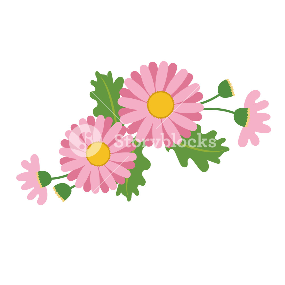 1000x1000 Nature Flower Pink Daisy, Vector Botanic Garden Floral Leaf Plant