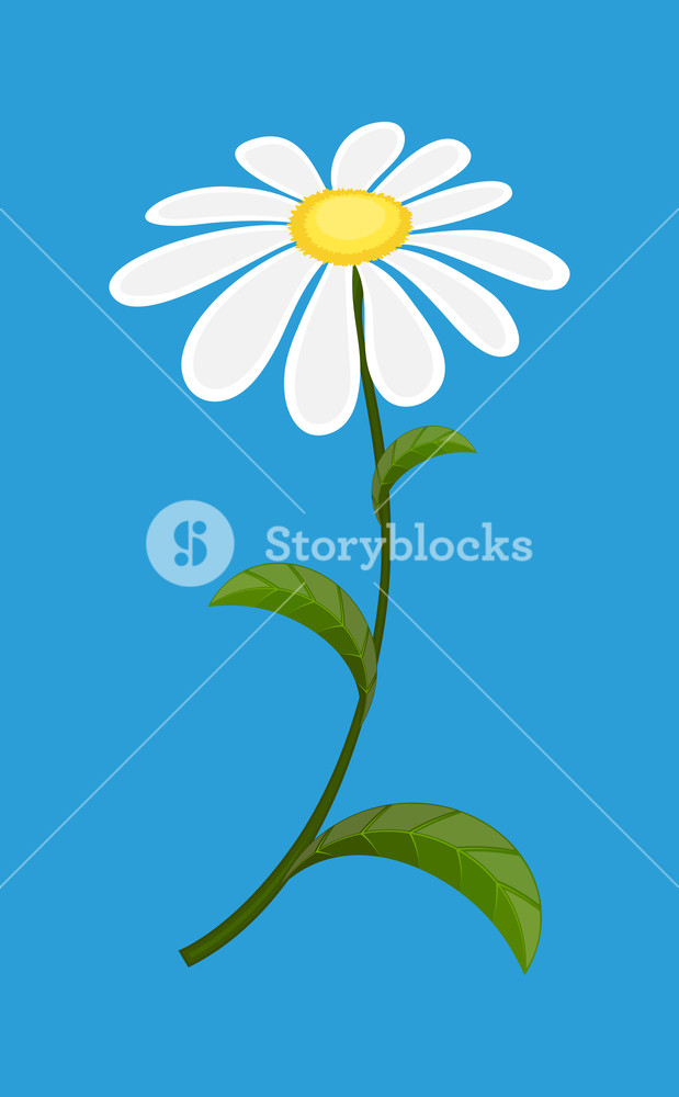 619x1000 White Daisy Vector Illustration Royalty Free Stock Image