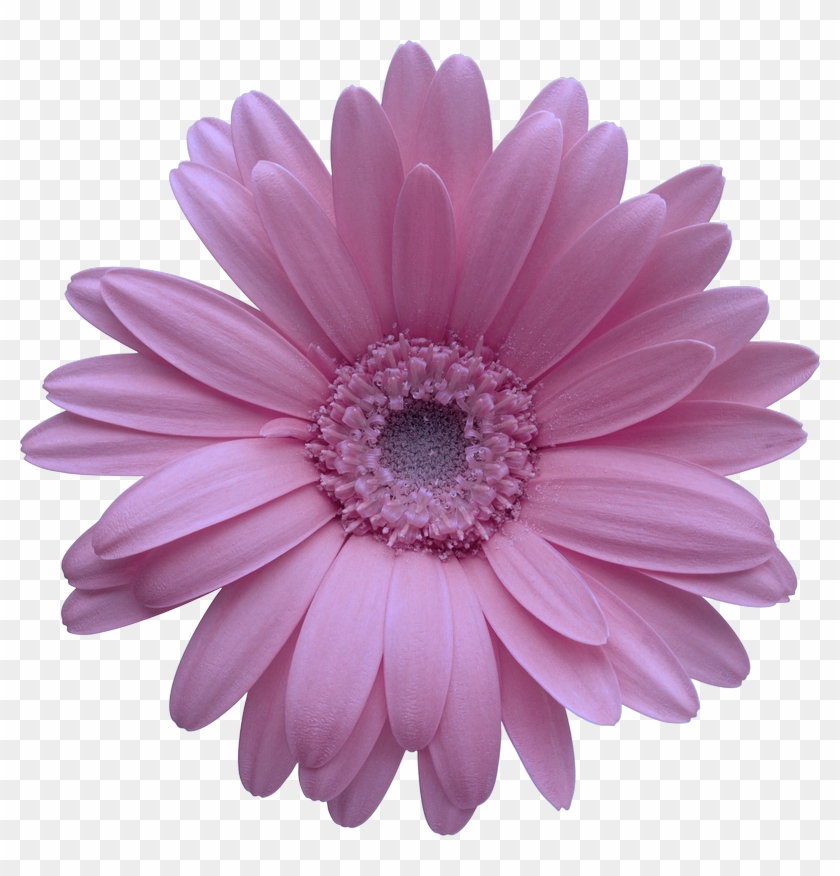 Daisy Vector Free at Collection of Daisy Vector Free