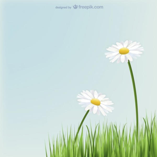 600x600 Daisies Flowers With Grass Free Vector Free Vectors Ui Download