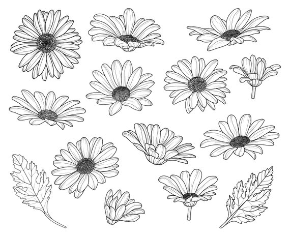 Daisy Clipart Vector For Free Download And Use Images 570x466 Daisy Clipart Vector For Free Download And Use Images