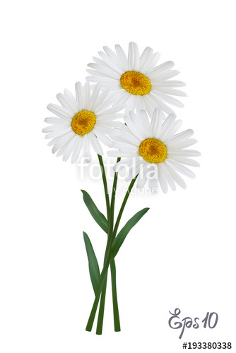 Daisy Vector Free Download at Vectorified.com | Collection of Daisy ...