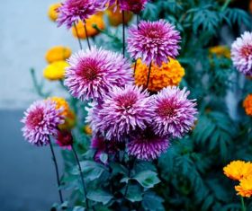 Daisy Vector 280x235 Daisy Vector