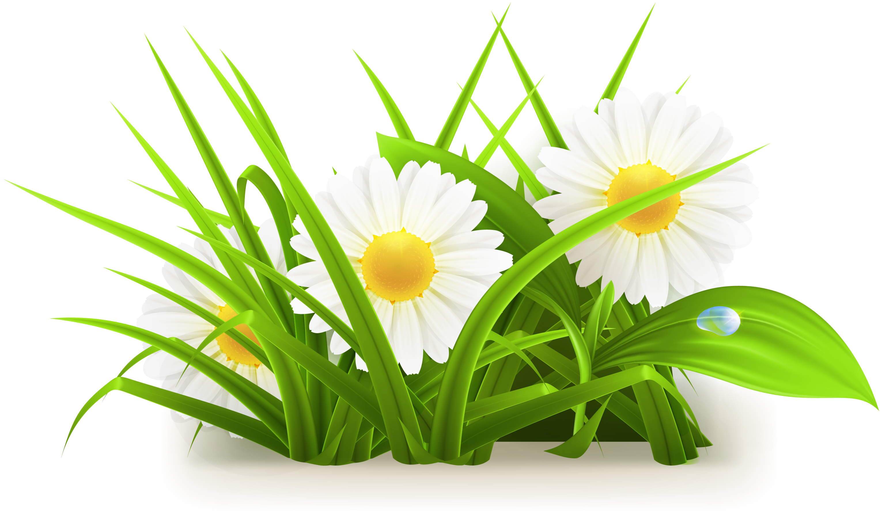 Download Daisy Clipart Png 3055x1776 Download Daisy Clipart Png