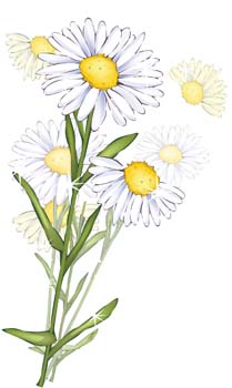 Romashka Daisy Flower 209x350 Romashka Daisy Flower