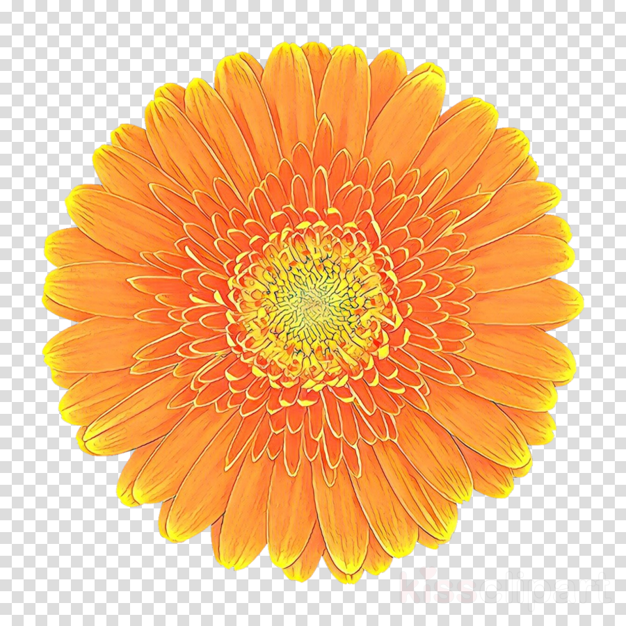 Transvaal Daisy, Istock, Flower, Transparent Png Image Clipart 900x900 Transvaal Daisy, Istock, Flower, Transparent Png Image Clipart