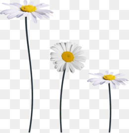 White Daisy Png, Vectors, And Clipa 260x268 White Daisy Png, Vectors, And Clipa