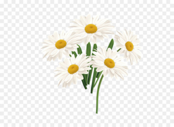 Chamaemelum Nobile 350x257 Chamaemelum Nobile