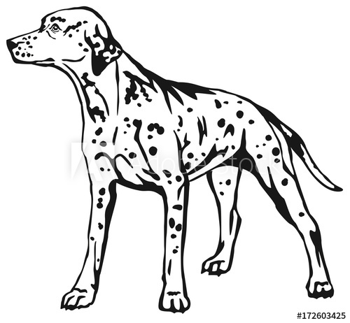 Decorative Standing Portrait Of Dog Dalmatian Vector Illustration 500x462 Decorative Standing Portrait Of Dog Dalmatian Vector Illustration