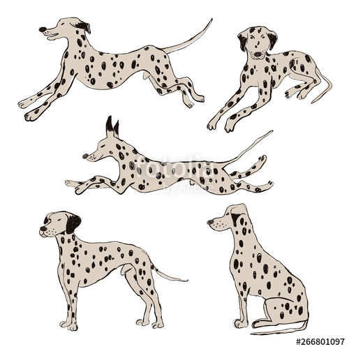 Collection Of Dalmatian Dog Icons Stock Image And Royalty Free 500x500 Collection Of Dalmatian Dog Icons Stock Image And Royalty Free