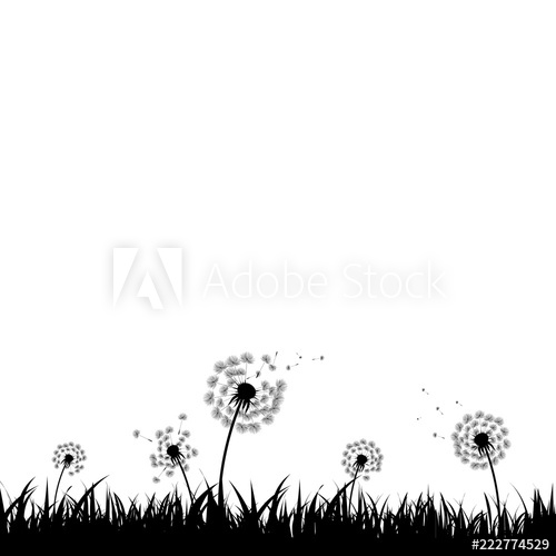 500x500 Dandelion Silhouette With White Background