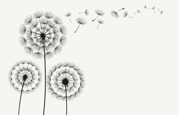 626x404 Dandelion Vectors, Photos And Free Download