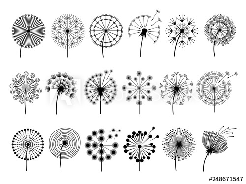 500x375 Dandelion Silhouettes Herbal Illustrations Flowers Decoration