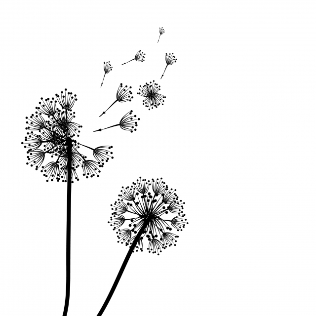 640x640 Illustration Of Dandelion Black And White Silhouette Style