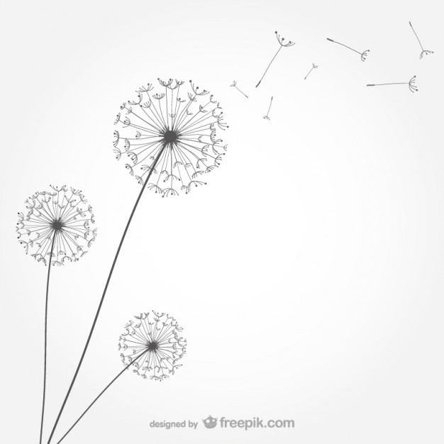 626x626 Minimalist Dandelion Vector Free Download