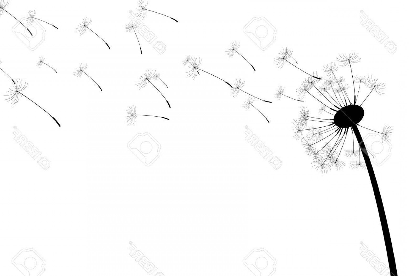 1560x1051 Photostock Vector White Background With Silhouette Of Dandelion