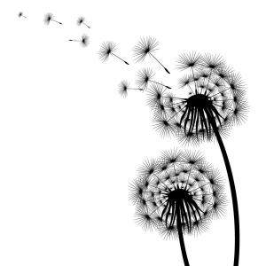 300x300 Silhouette Of A Flowering Dandelion Vector Wallkeeper