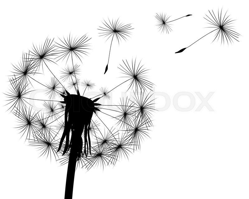 800x640 Silhouette With Flying Dandelion Buds Stock Vector Colourbox