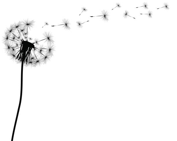 612x490 Dandelion Silhouette Clipart