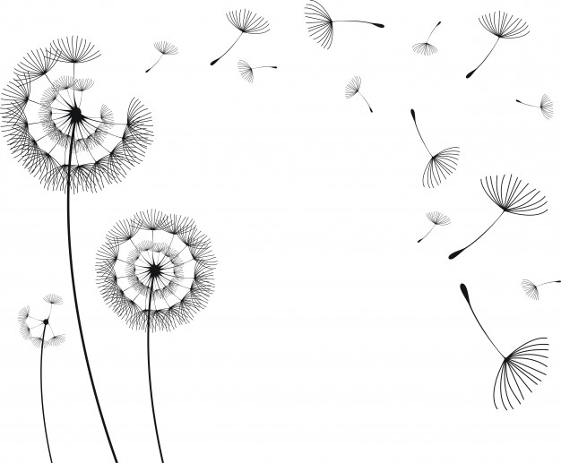 626x517 Dandelions Vector Vectors, Photos And Free Download