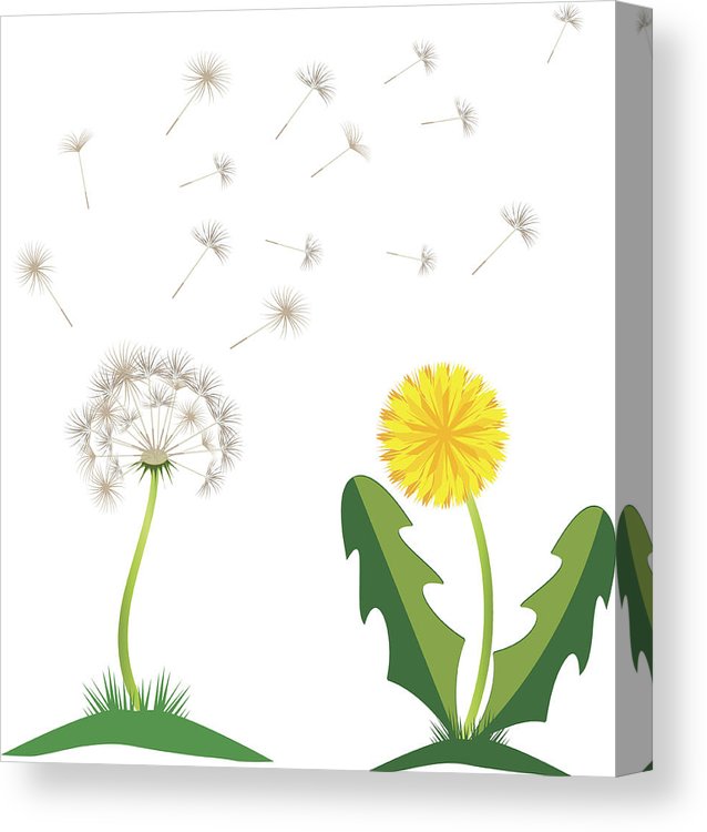 638x750 Beautiful Yellow Dandelion With Leaves Flower Meadow Dandelion